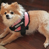 Service Animal