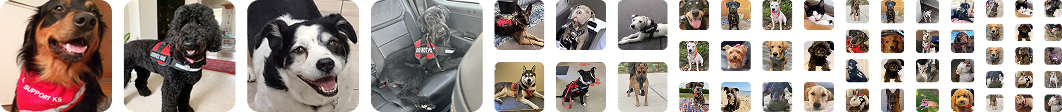 Service animals registered with MyServiceAnimal
