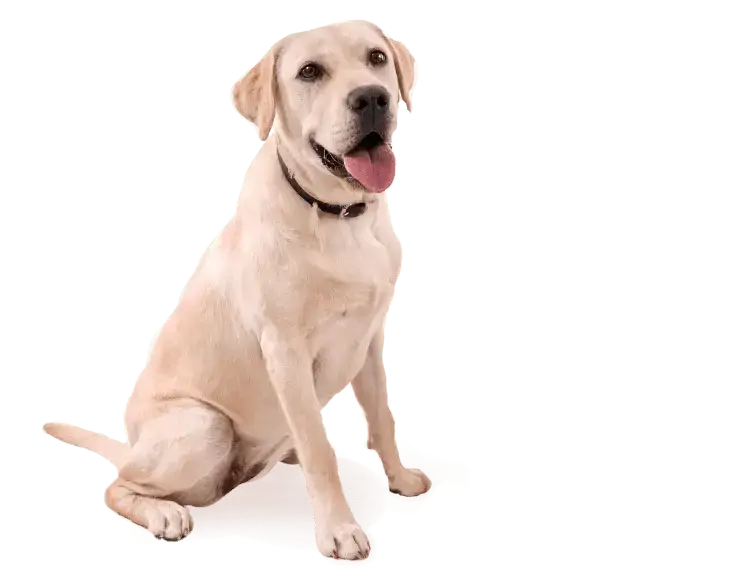 Service Dog Benefits