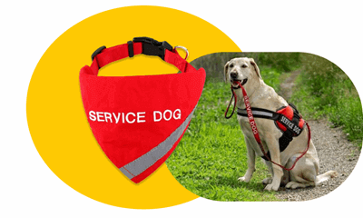 Bandana on service dog