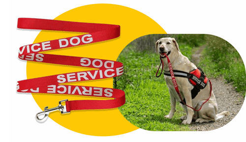 Service Dog leash on pet