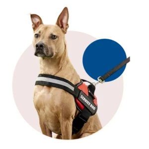 Registered Service Dog