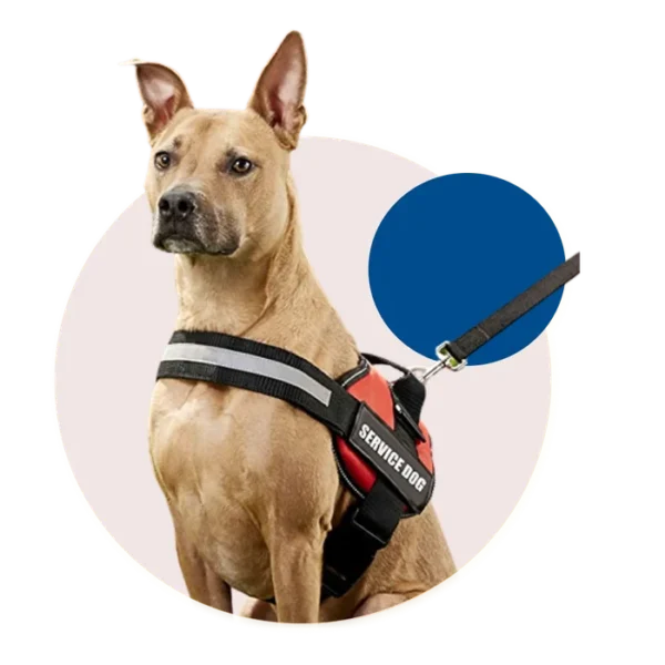 Service Dog Benefits