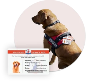 ADA Dog with ID card