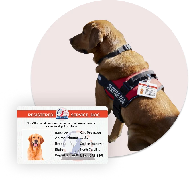 ADA Dog with ID card