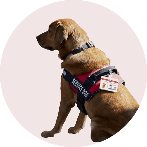 Psychiatric Service Dog With ADA ID card