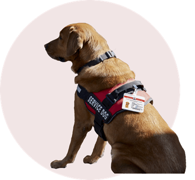 Service Dog With ADA ID card