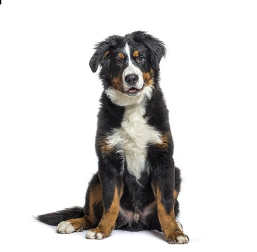 Bernese ADA dog