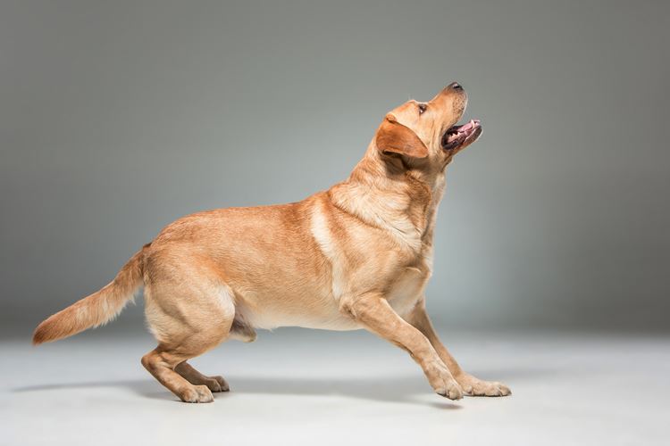 Service Dog Labrador
