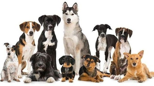 dog breeds