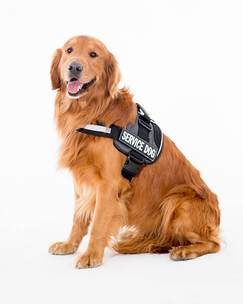 service dog wearing his vest and sitting on the floor