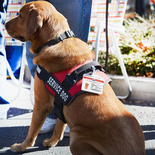 service animal dog harness