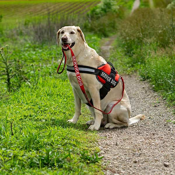 Service animal harness