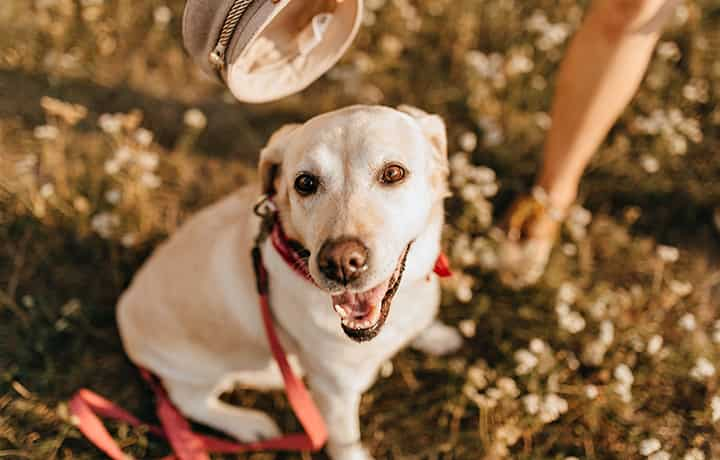 Service Animal dogs breeds