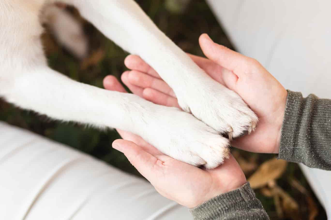ESA dog keeps hands