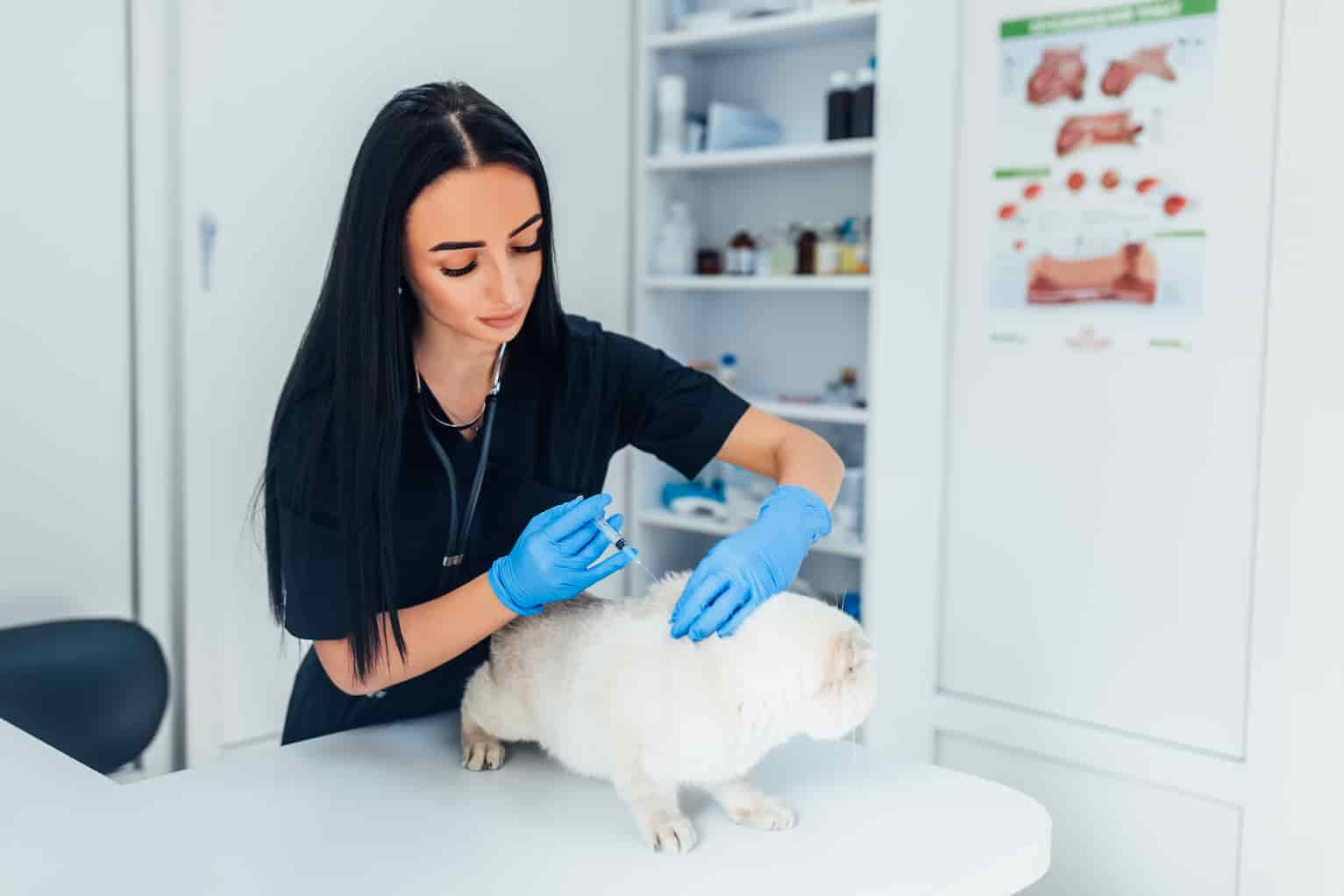 Service dog in veterinary