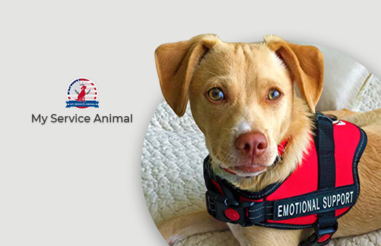 Emotional support best sale animals nyc