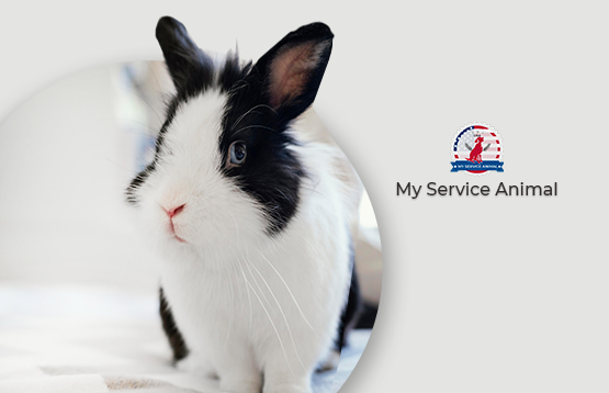 Reasons For Getting an Emotional Support Rabbit