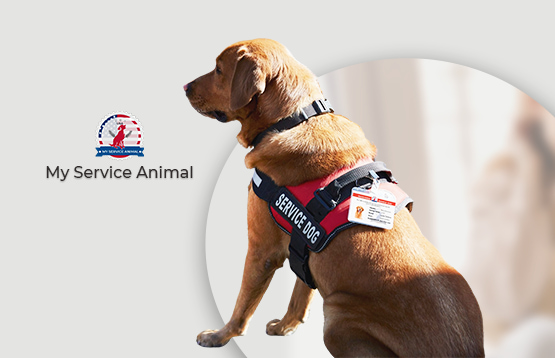 The various types service dogs How they can help