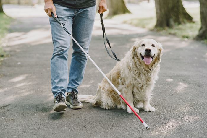 guide dog trening