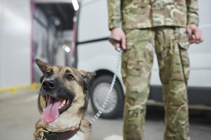 Service Dog for Veterans