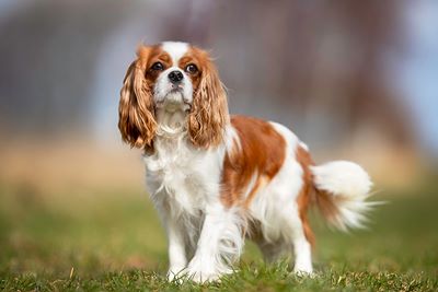Cavalier King Charles spaniel Service dog
