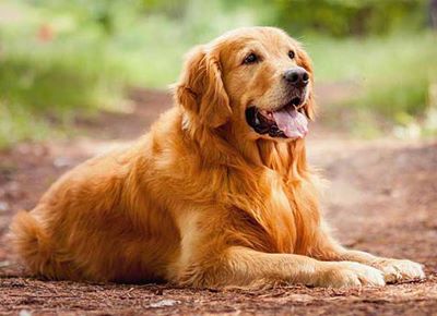 Golden Retriever Service dog