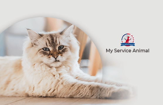 10 Best Emotional Support Cats Breeds 