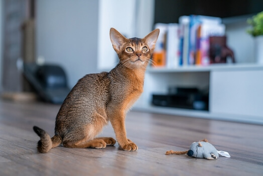 Abyssinian ESA Cat