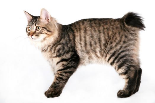 American bobtail ESA Cat