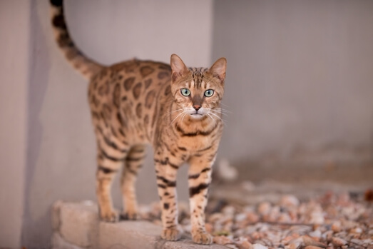 Bengal ESA Cat