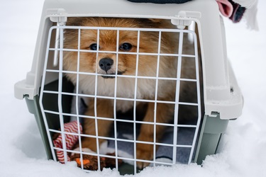 Dog sitting in travel box