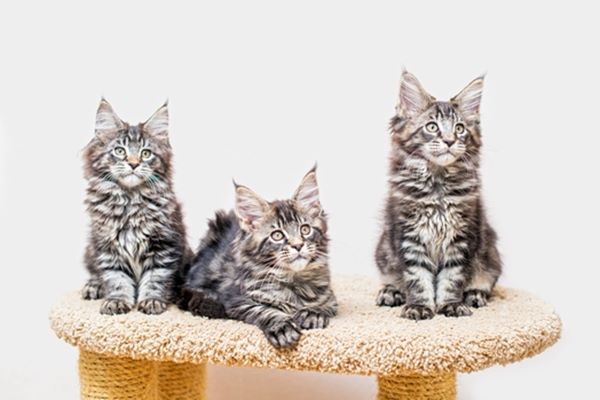 ESA maine coon kittens