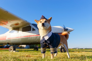 Funny photo of the Akita inu dog