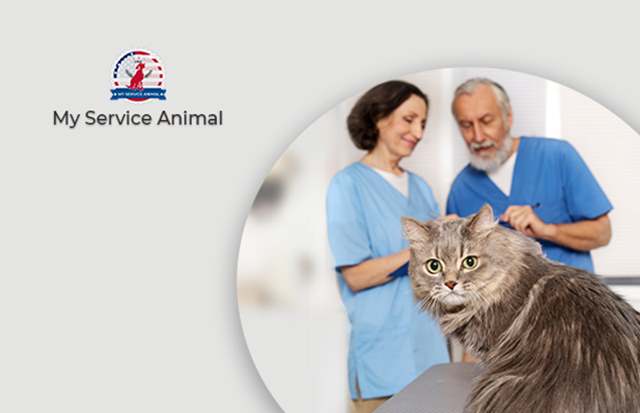 Emotional support animals for various mental disorders MyServiceAnimal