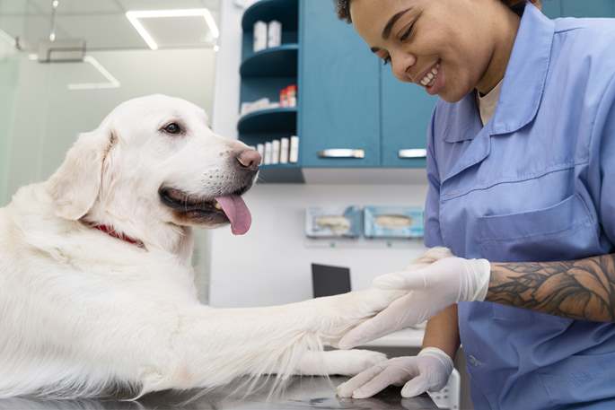 service dog give hands to vet