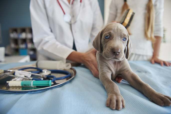 service puppy in vet