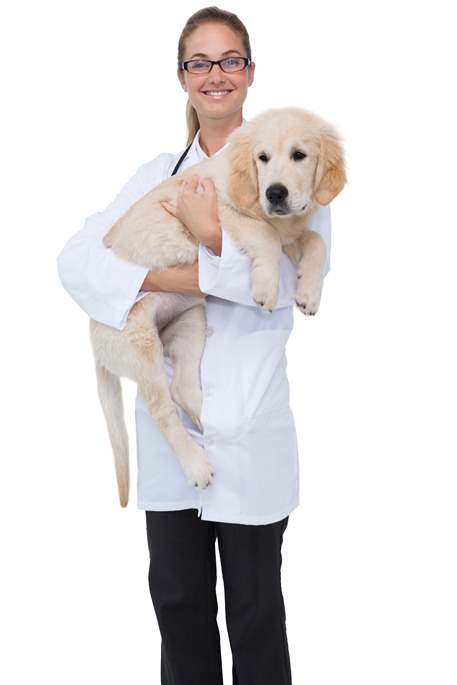 Vet doctor