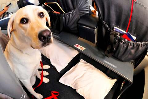 fly with servicedog