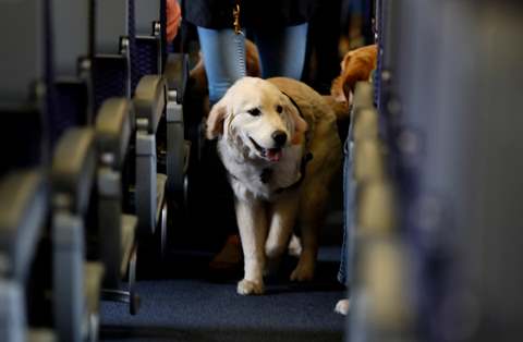 service dog in plane