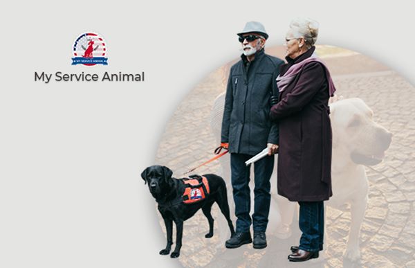 Modern Use of USA Animal-Assisted Therapy Programs 🐕‍🦺