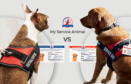 Service animals versus emotional support animals
