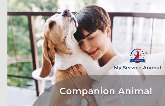 Companion animal with owner