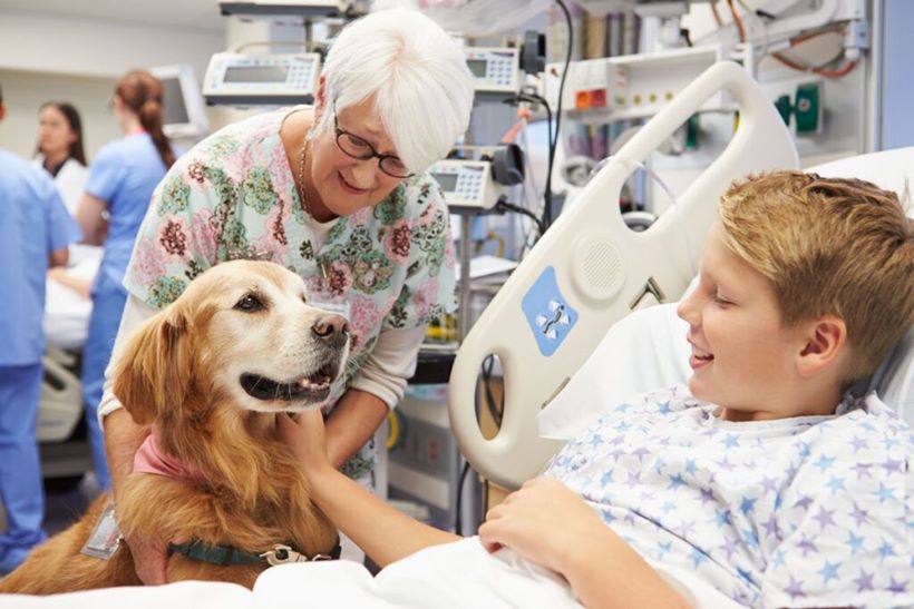 Tharapy dog visit boy in hospital
