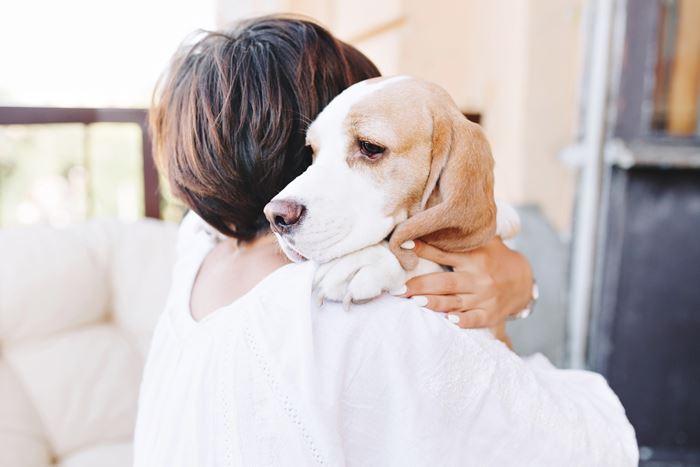 companion dog on handlers healder