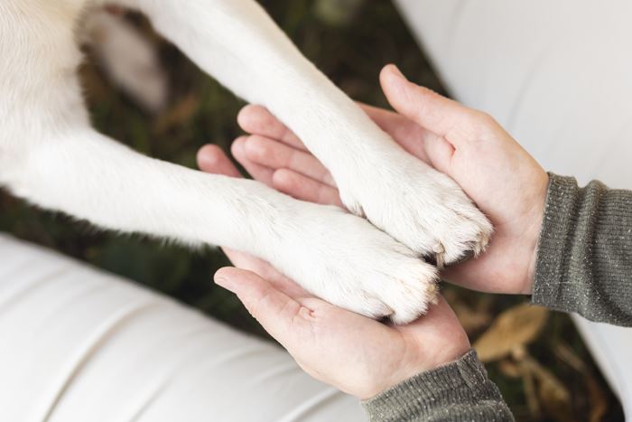 Service dog gives paw