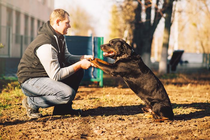 service dog training