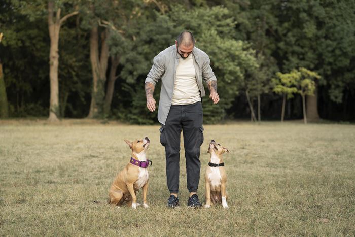 man training service dog