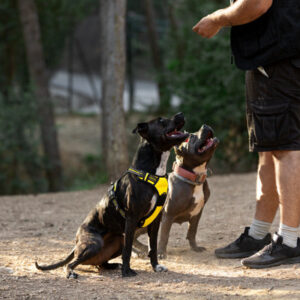 seizure alert service dog vest