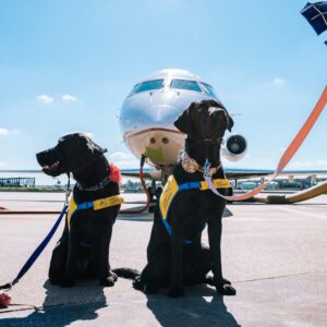 Two Labrador Retrievers wearing ESA vests at airport representing emotional support animal travel in California